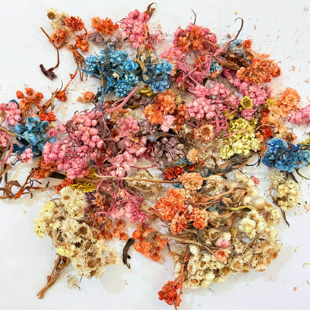 Himalayan Daisy Dried Flower - Image 3